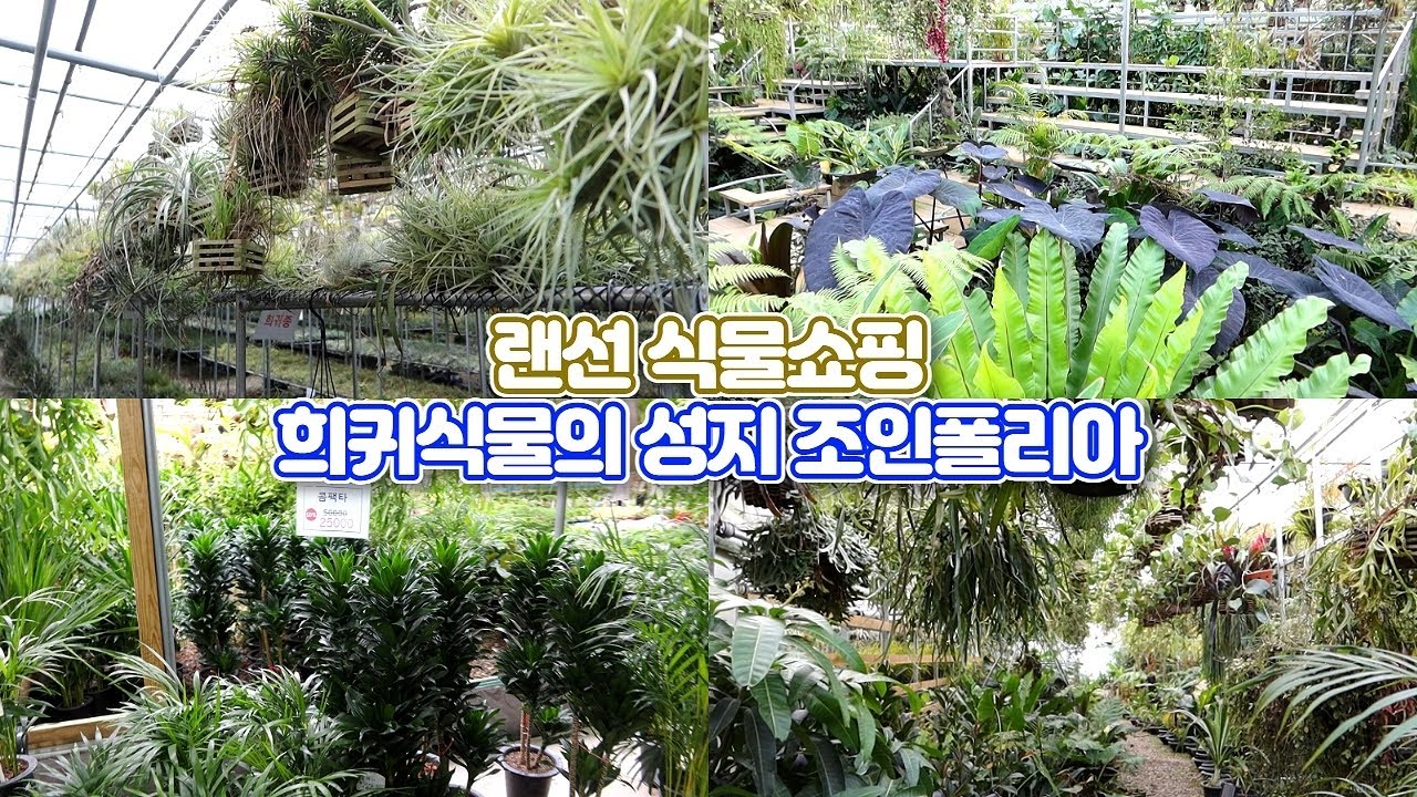 파주 조인폴리아 랜선 식물쇼핑!! 식물카페 준비중인 조인폴리아 함께 구경해요!!