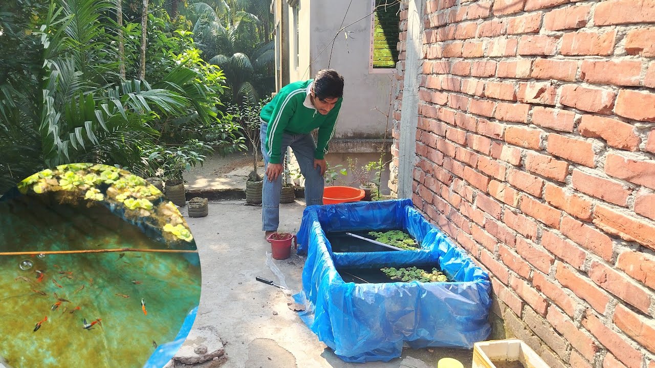 গাপ্পি মাছকে কি কি খাওয়াই আমরা ❤️‍🩹