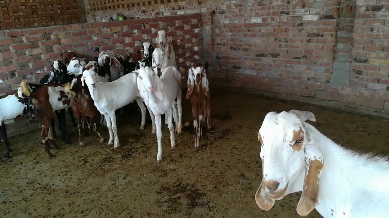 Vaccination schedule for Goat's and Sheep's in Urdu/ Hindi / Hefazati Teekay Bhair Bakri k liay