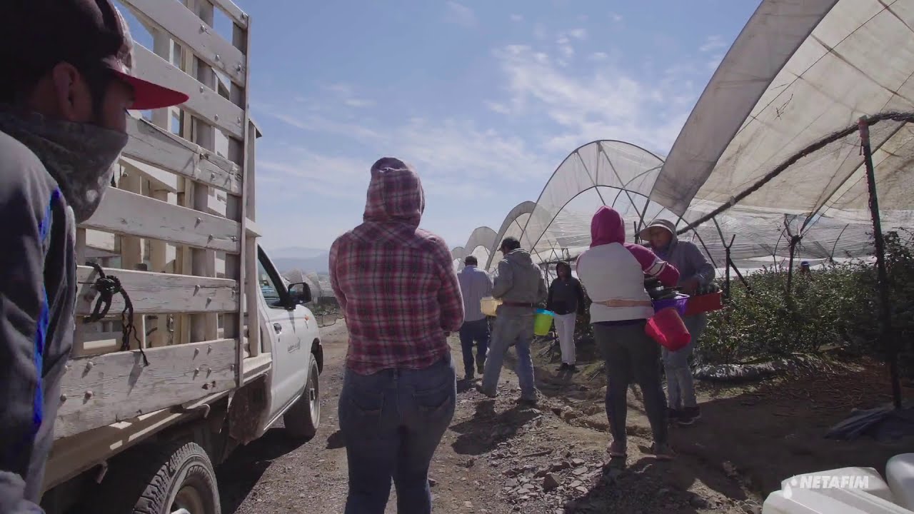 Testimonio de éxito Netafim - Cultivo de arándanos en suelo JALISCO MÉXICO