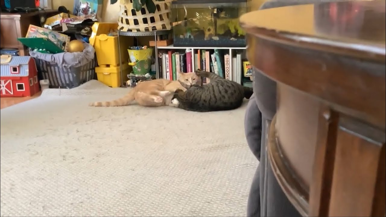 Cat fight, part two