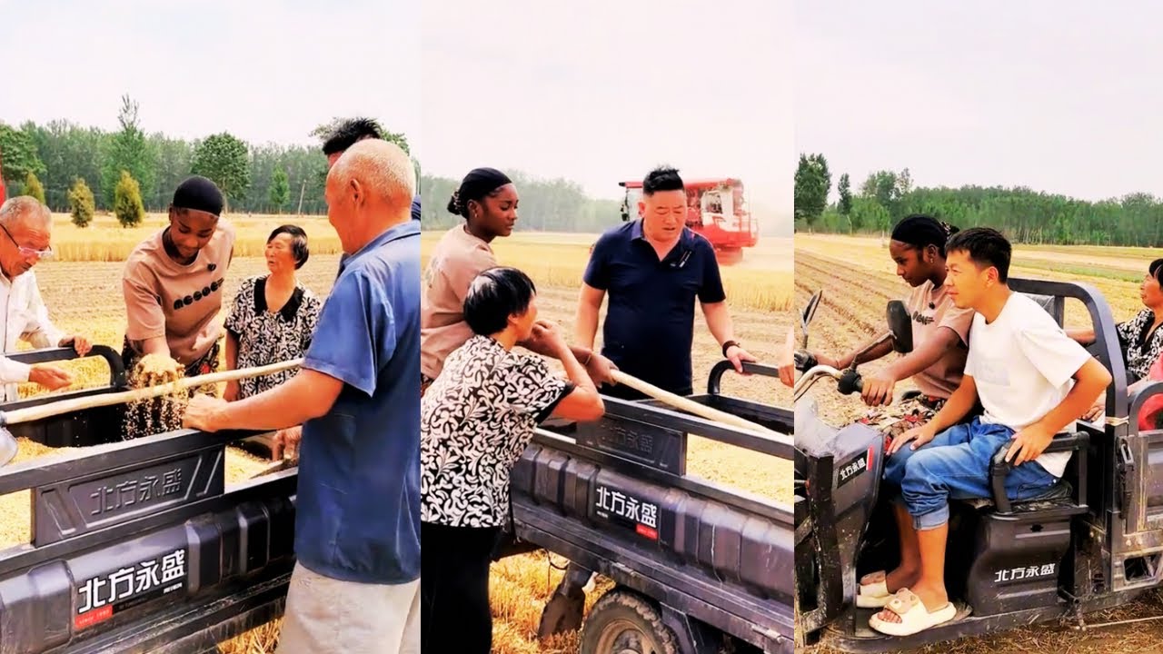 Brother Zhan helps Anjina and Jintao harvest wheat