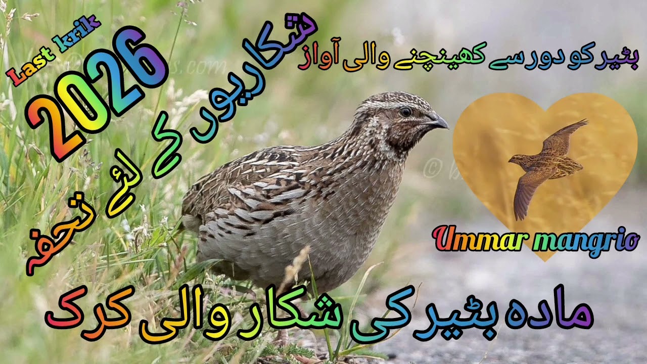 Female quail sound female quail calling mabi batair ki awaz female batair ki awaz #batair_ka_shikar 