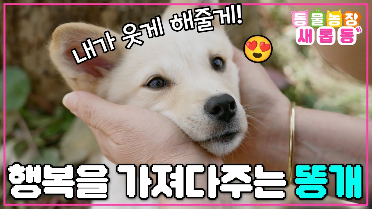 [#새롭동물농장] 푸바오와 활기체가 웃게 해줄게요! 수철리 마을에 웃음꽃을 피우게 만드는 똥개들 / EP.1248 #TV동물농장 #AnimalFarm #SBSstory