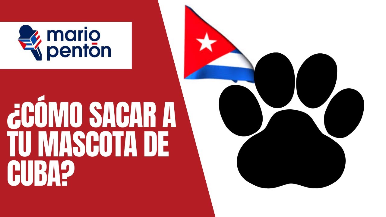 Testimonio: ¿Cómo sacar a tu mascota de Cuba hacia Estados Unidos?