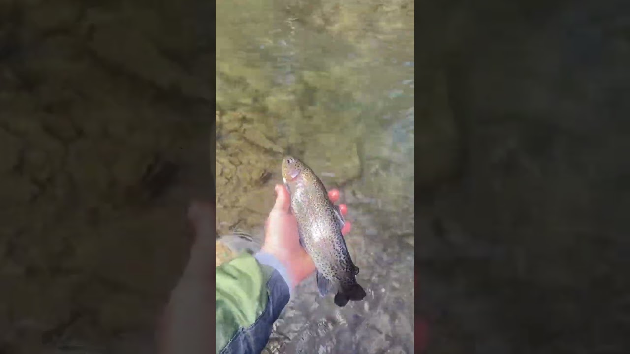 Pa rainbow trout delayed harvest creek #troutfishing#troutmagnet#trout#rainbowtrout#pafishing#fishon