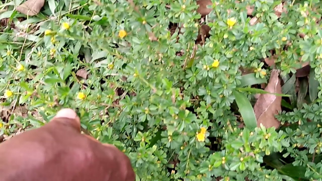 Edagala Lilino Baliyita AKEYEEYO AKAKUMUIRIZI Obadde Okimanyi Nti Akeyeeyo Bwekati Bwekafanana