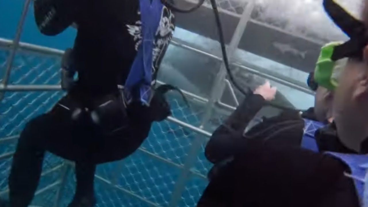 GREAT WHITE SHARK ATTACKS CAGE Port Lincoln