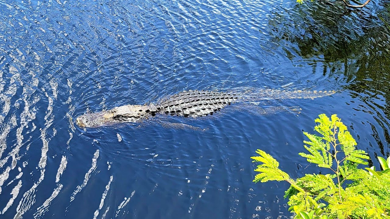 Explorando los Everglades de la Florida. 🐊