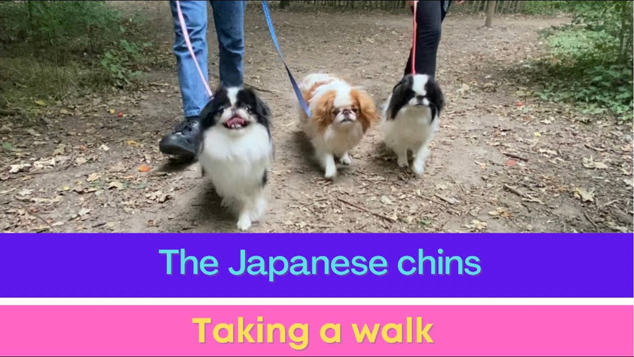 Walking a Japanese Chin Dog. Taking 3 Japanese Chins on a walk in the woods.