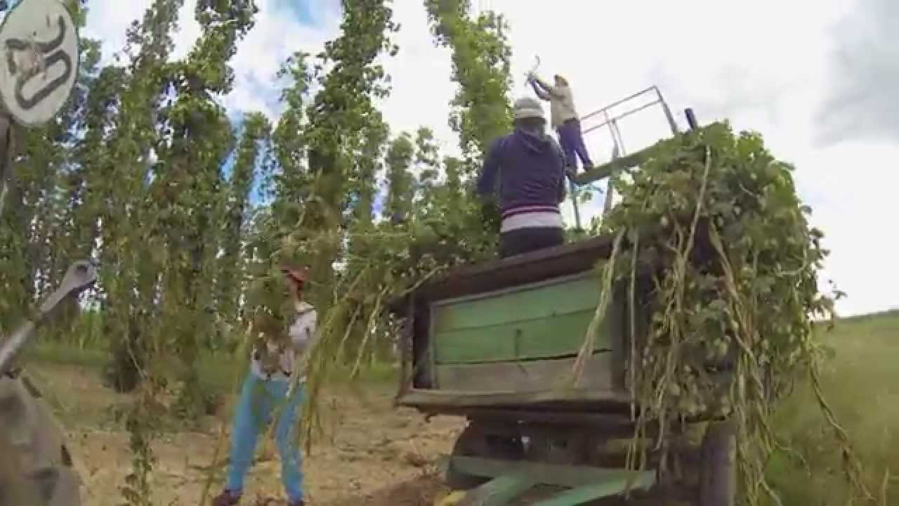 PELANDO LUPULO en Llamas de la Ribera