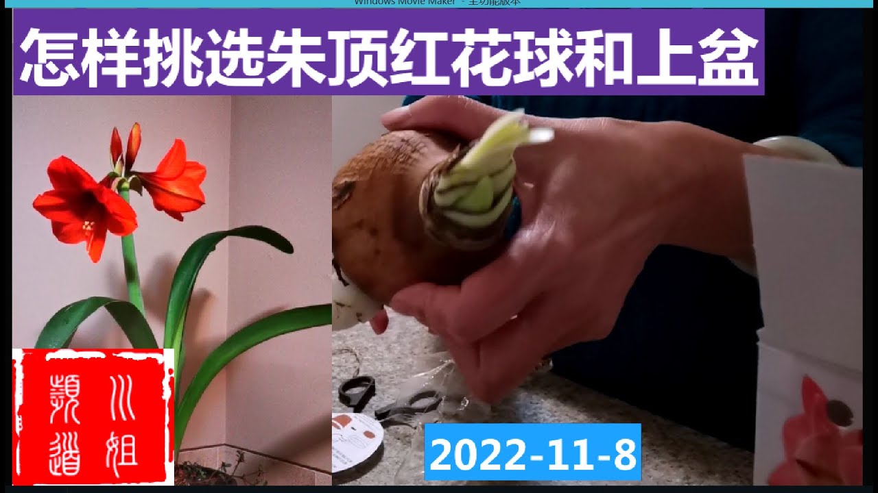 怎样挑选朱顶红花球和上盆 How to choose  Amaryllis balls and pots # Amaryllis/22-65/2022-11-8