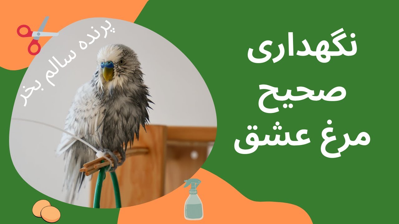 پرورش و نگهداری صحیح مرغ عشق - مرغ عشق سالم انتخاب کن و بخر Love birds -  budgies