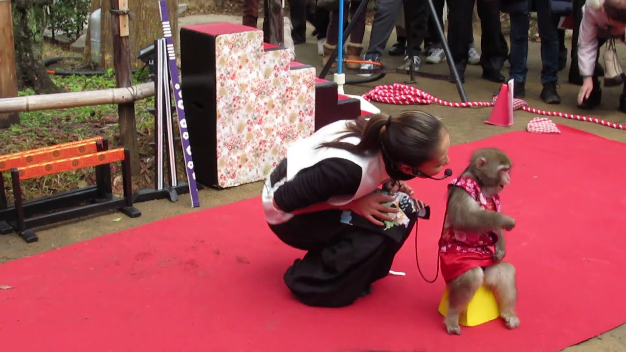 お猿のハルちゃん「やまとなでしこ」　モンキーパフォーマンス２