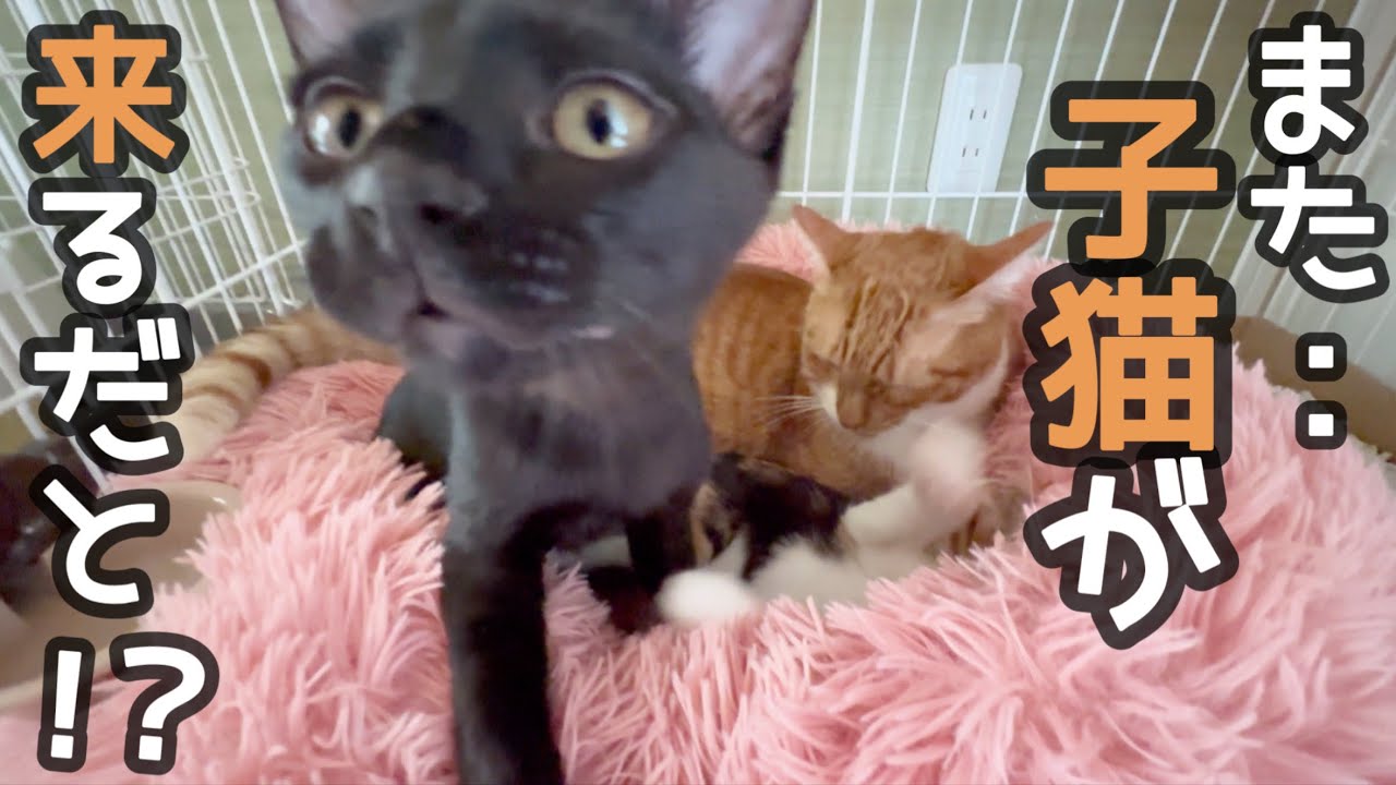 また新たな子猫がウチに来る事になりました…