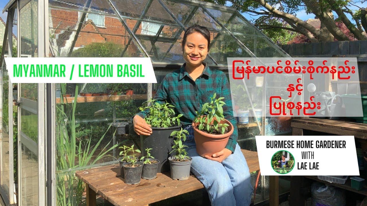 HOW I GROW MYANMAR BASIL or LEMON BASIL  မြန်မာပင်စိမ်းစိုက်နည်း နှင့် ပြုစုနည်း