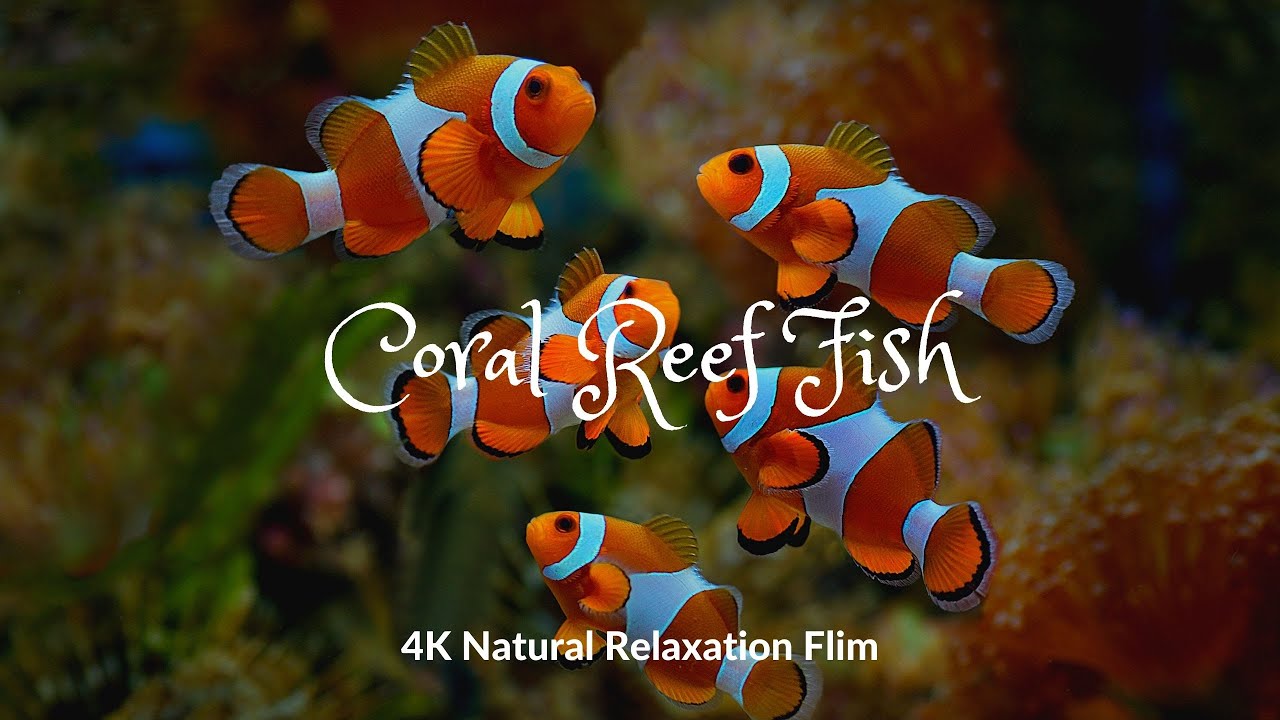 Coral Reef Fish 4K Relaxation Film With Calm Music | Ocean | Meditation | Underwater Relaxation