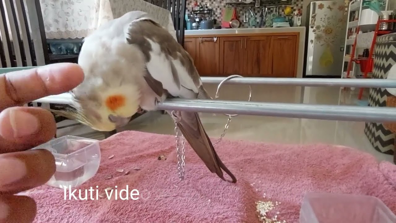 Menjinakkan burung falk / Parkit Australi - Day#3.