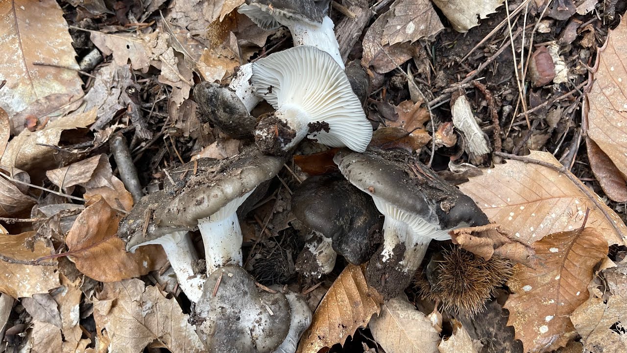 HYGROPHORUS MARZUOLUS “DORMIENTI” #02 2022-03-05 🍄 #02