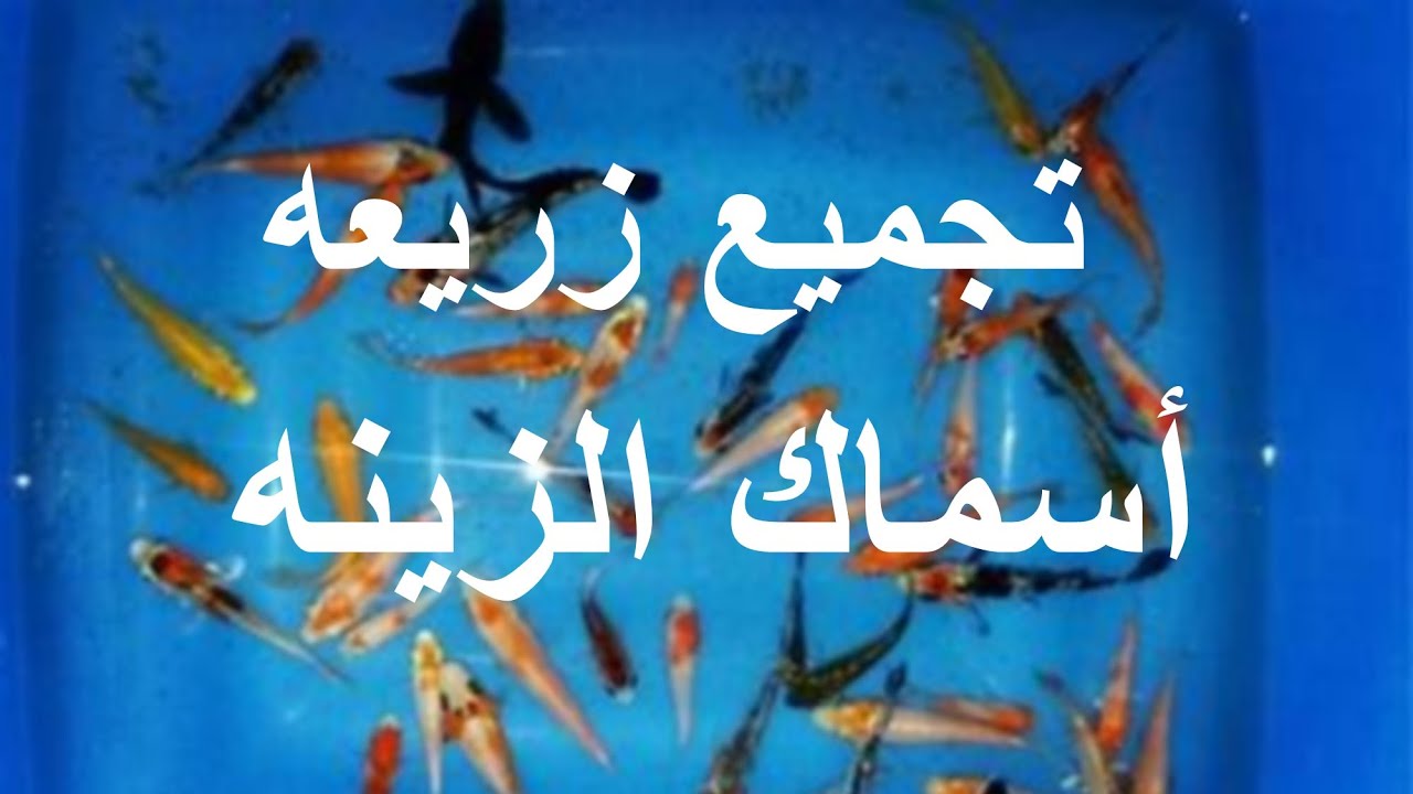 طريقه تجميع زريعه اسماك الزينه