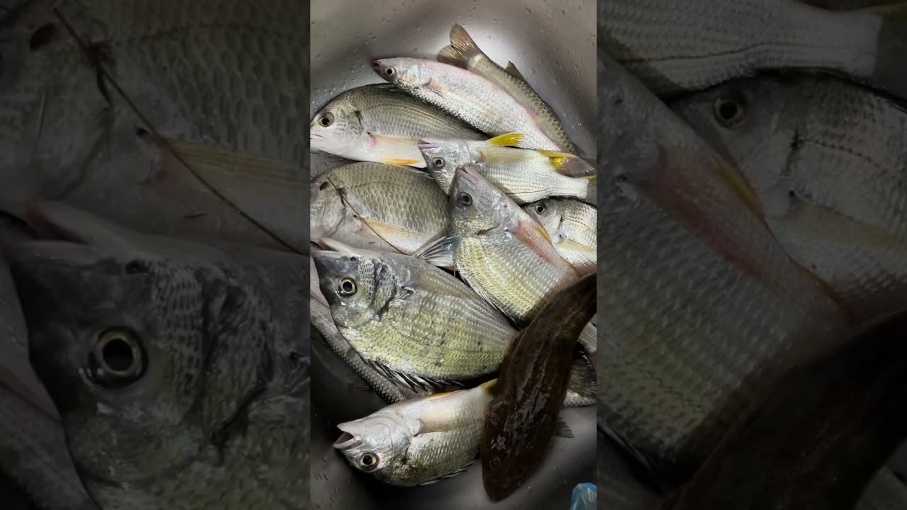 #fishing