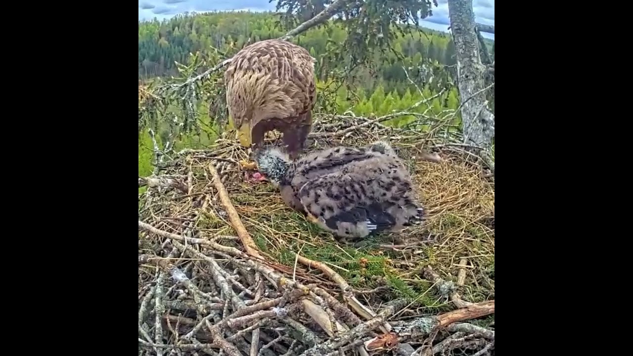 Mother&rsquo;s Love 🐦A caring mother bird feeding her adorable chicks in the nest ❤️