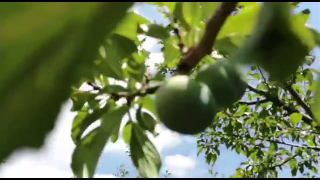 072-BEYOLUK KÖYÜ KİRALIK 24 DÖNÜM MEYVE BAHÇESİ