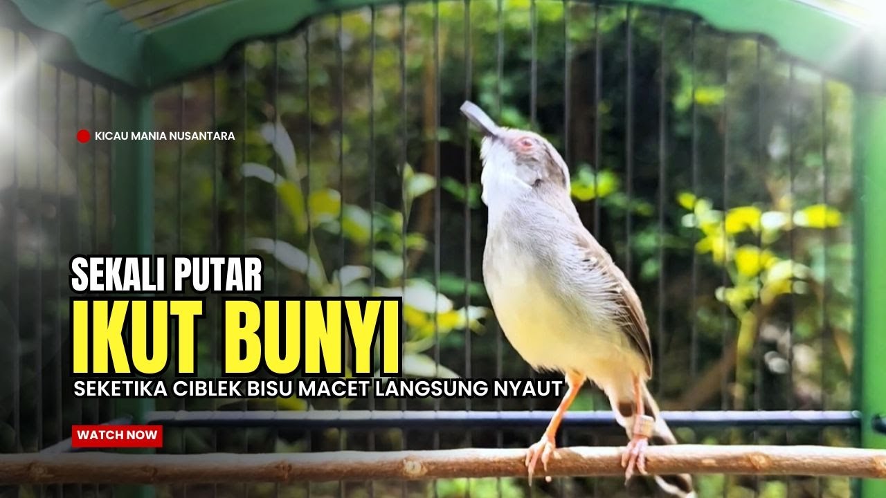 Burung Ciblek SEMI Gacor NGEBREN Untuk Pancingan Ciblek dan MASTERAN BURUNG Kesayangan Anda