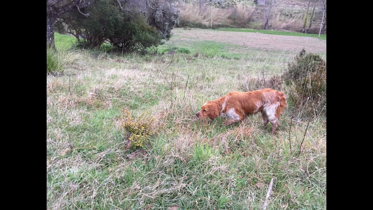 Épagneul breton di 9 mesi  alle prime ferme su quaglie.