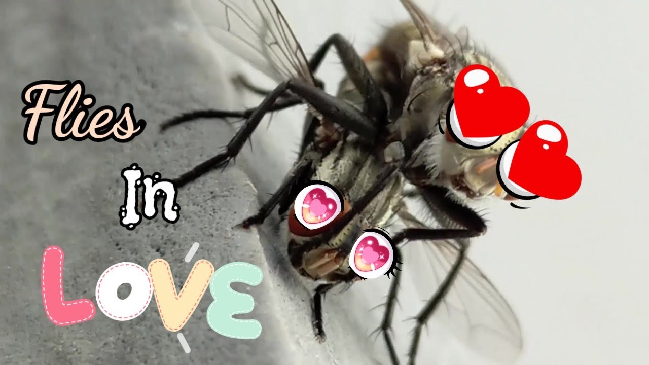 Deep look on Flies Romance on 4K