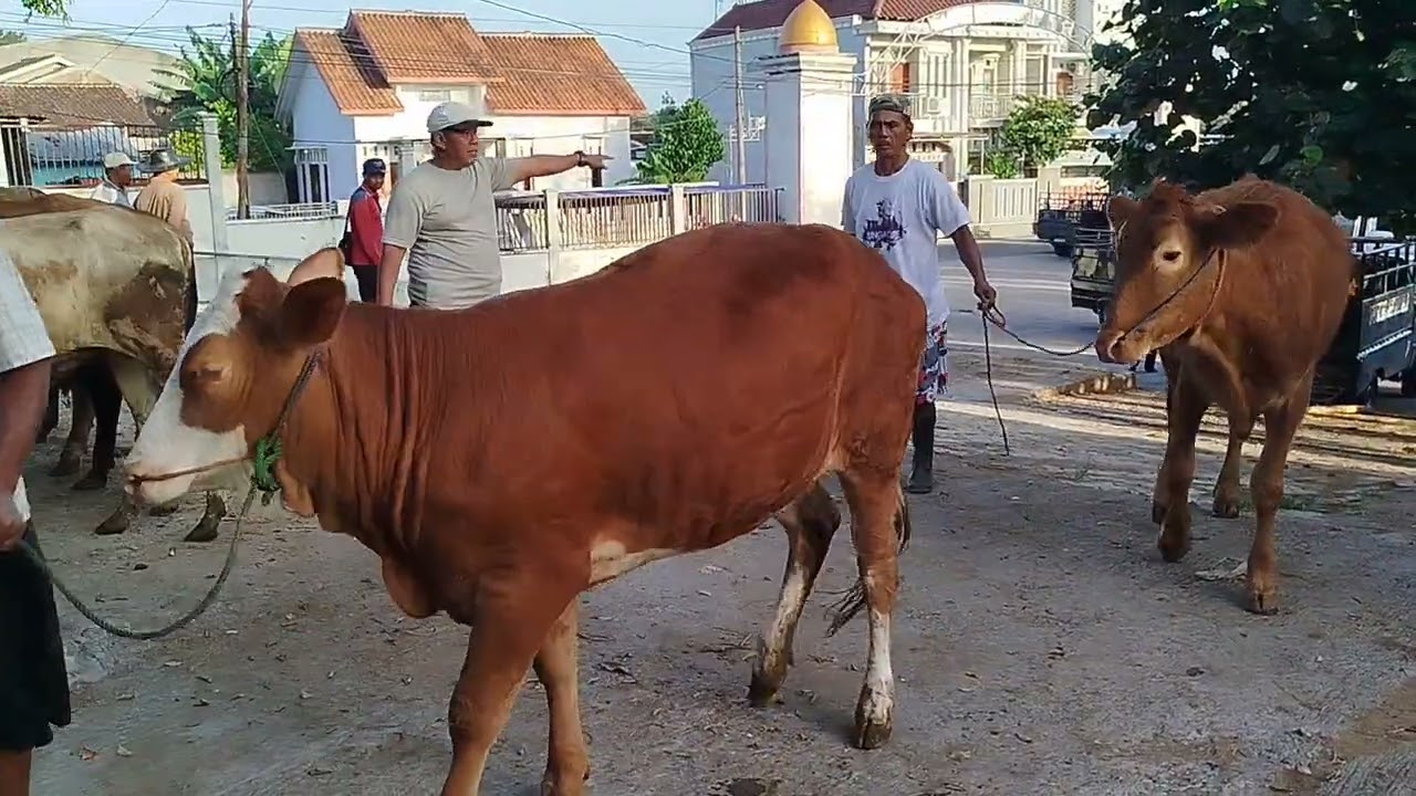 Transaksi ratusan juta di pasar sapi Bekonang 