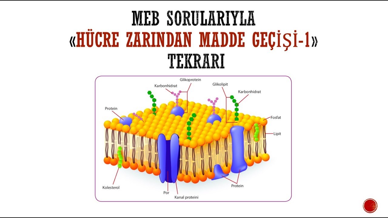 MEB KAZANIM SORULARIYLA HÜCRE ZARINDAN MADDE GEÇİŞLERİ-1 TEKRARI #hacettepelihoca