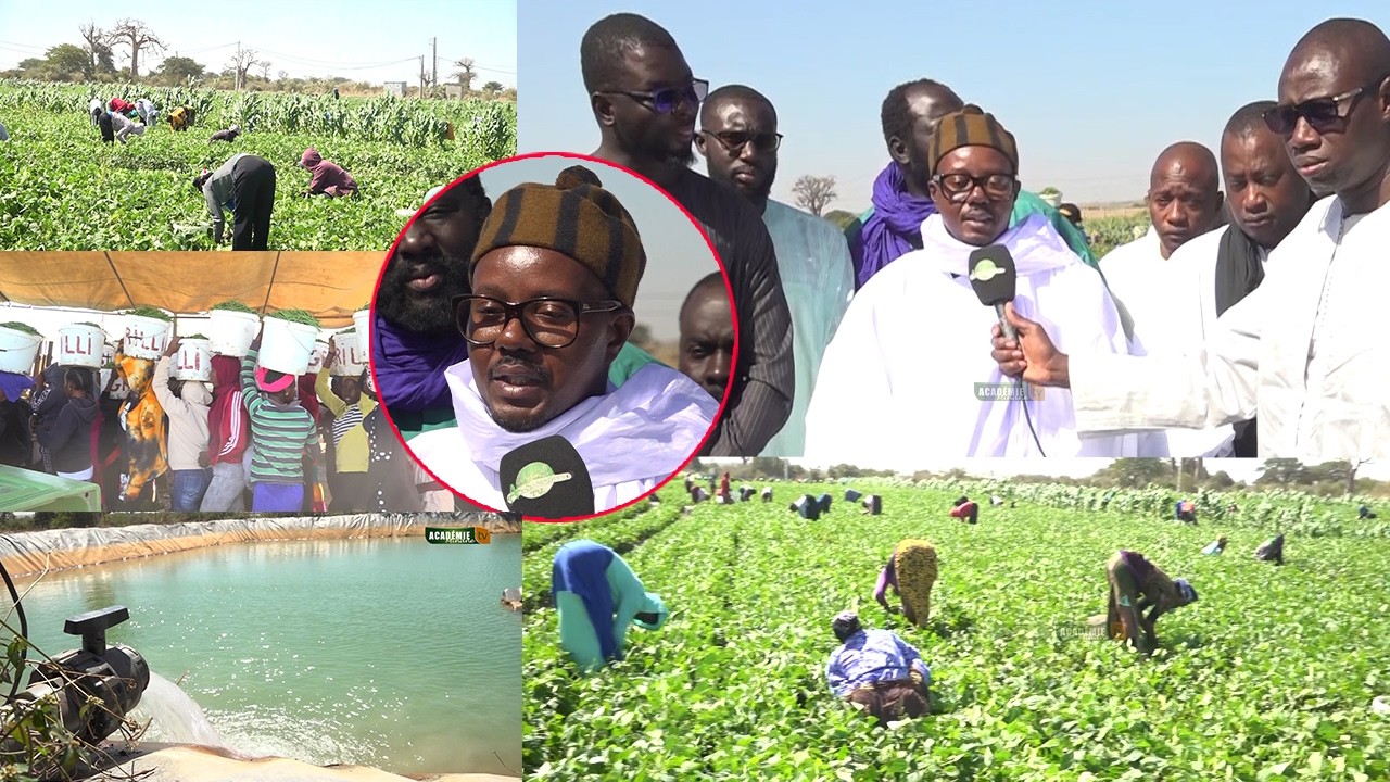 Reportage chez Cheikh Bass Abdou Khadre en visite dans ses champs de haricot vert à pout