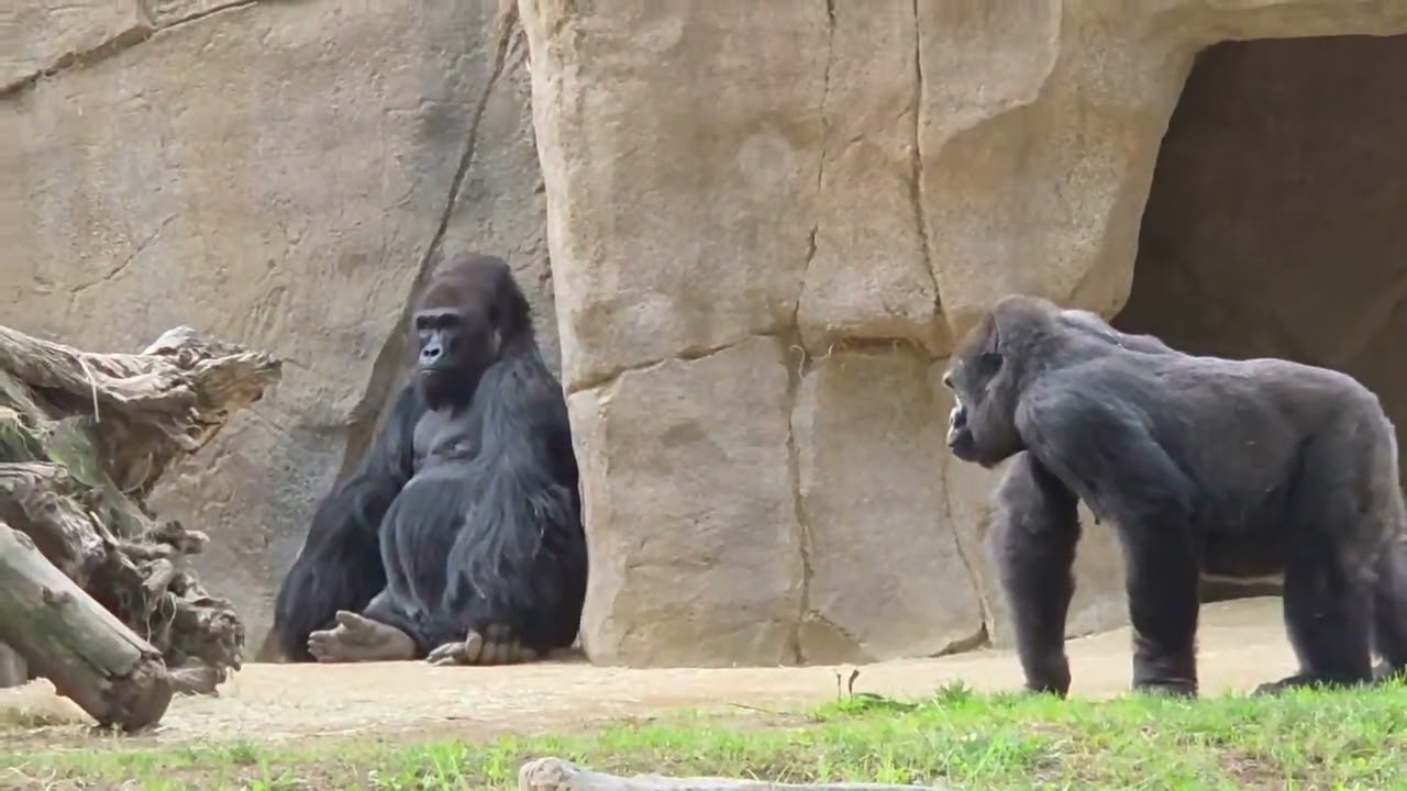 Gorillas & Wallabies at the San Diego Zoo Safari Park