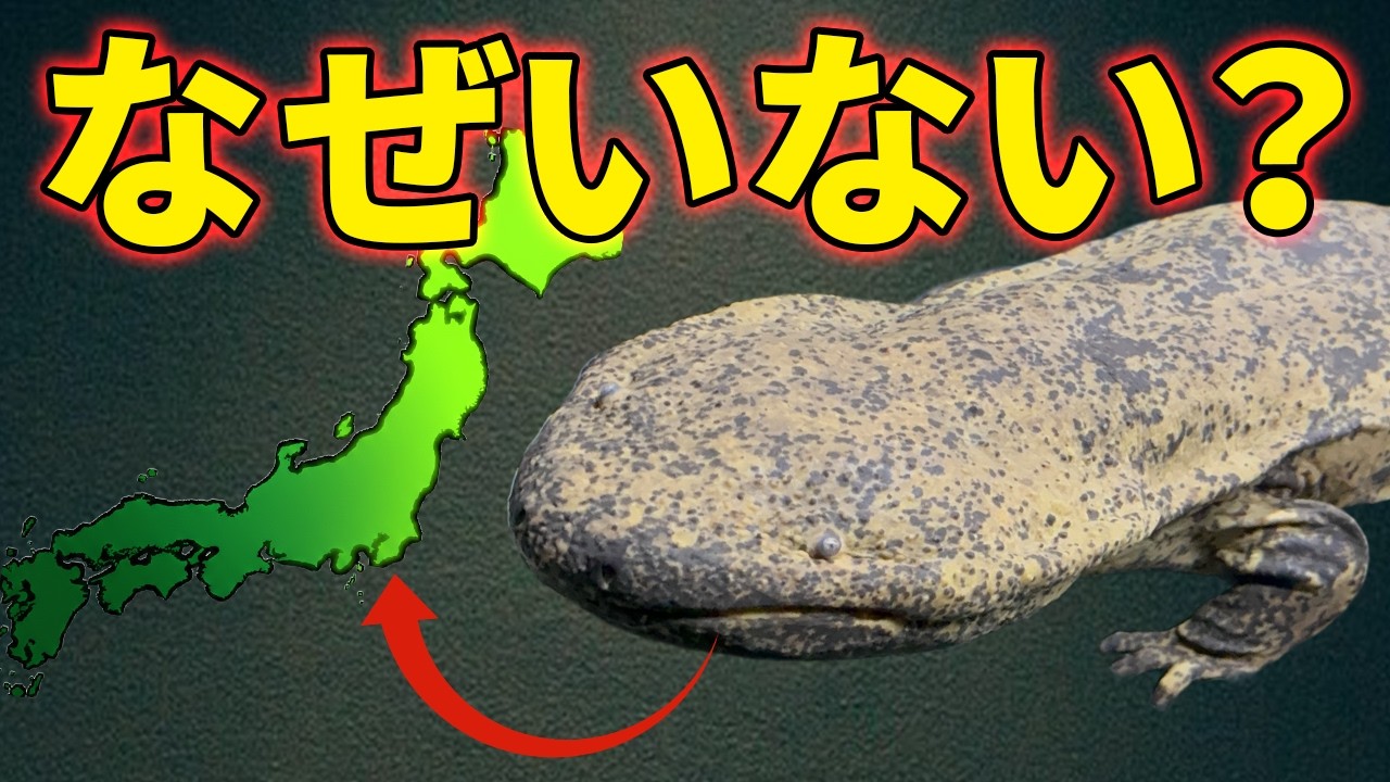 オオサンショウウオが東日本にいない理由がこちら【生物解説】