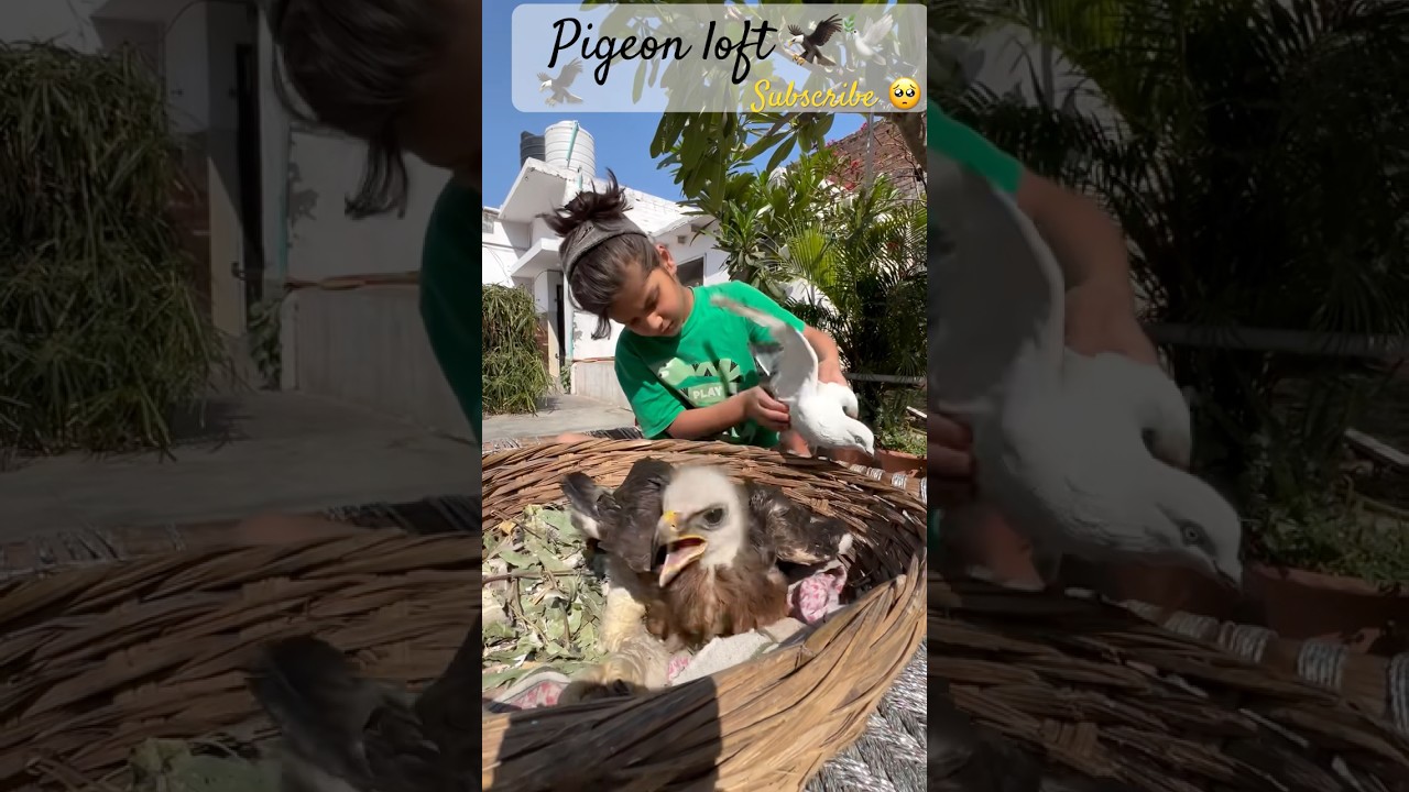 Fighters 🦅🕊️ #eagleattack #pigeonattack #eaglebaby #kaboterbazilover @PigeonLoft8