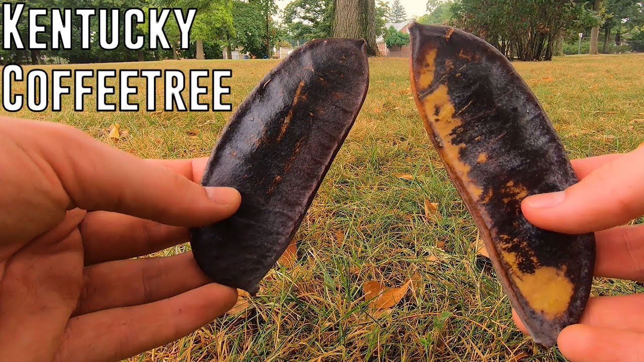 The Biggest Kentucky Coffeetree in Rhode Island (Champion Tree Hunting)