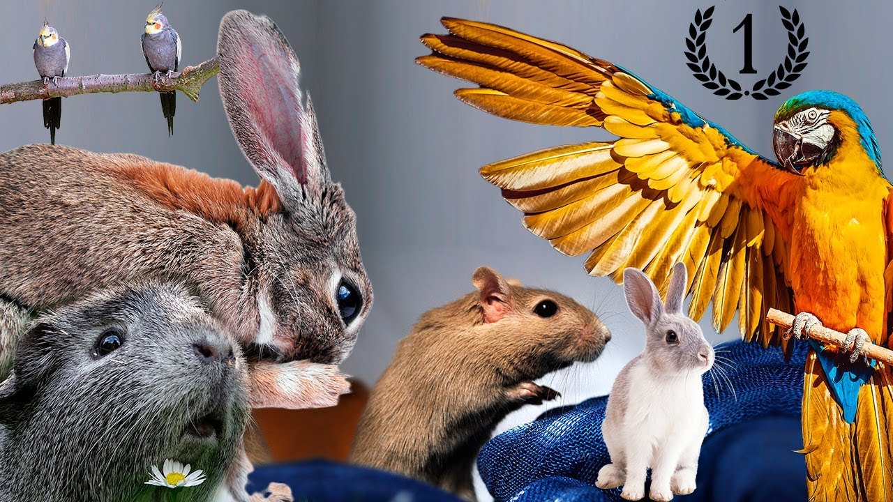 LAS MEJORES MASCOTAS PARA CASA🏆