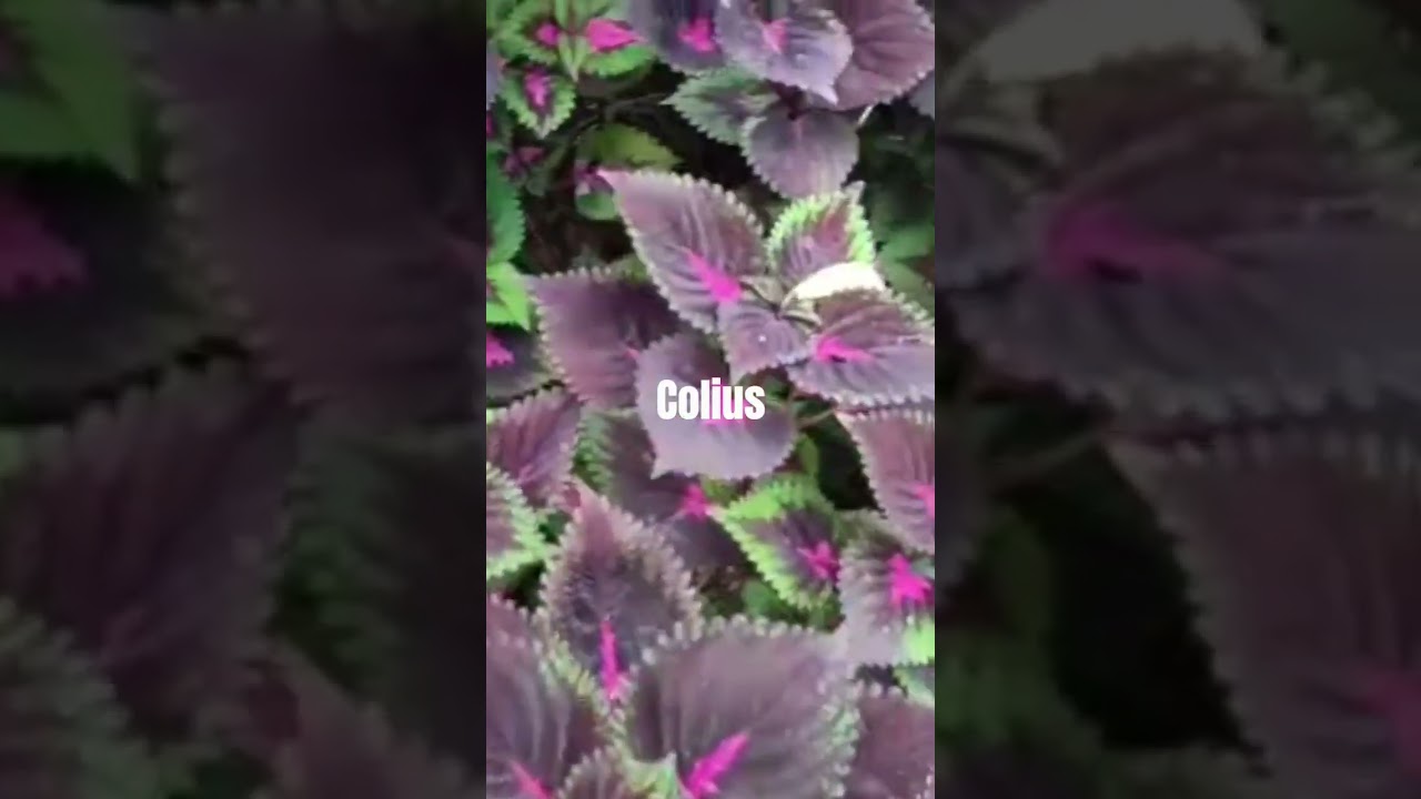 colius 🌱plant