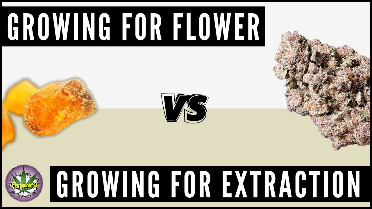 Growing for Flower vs Growing for Extraction!