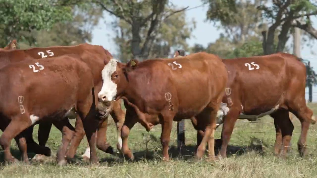 LOTE 25   OD   VAQUILHONAS PRENHE