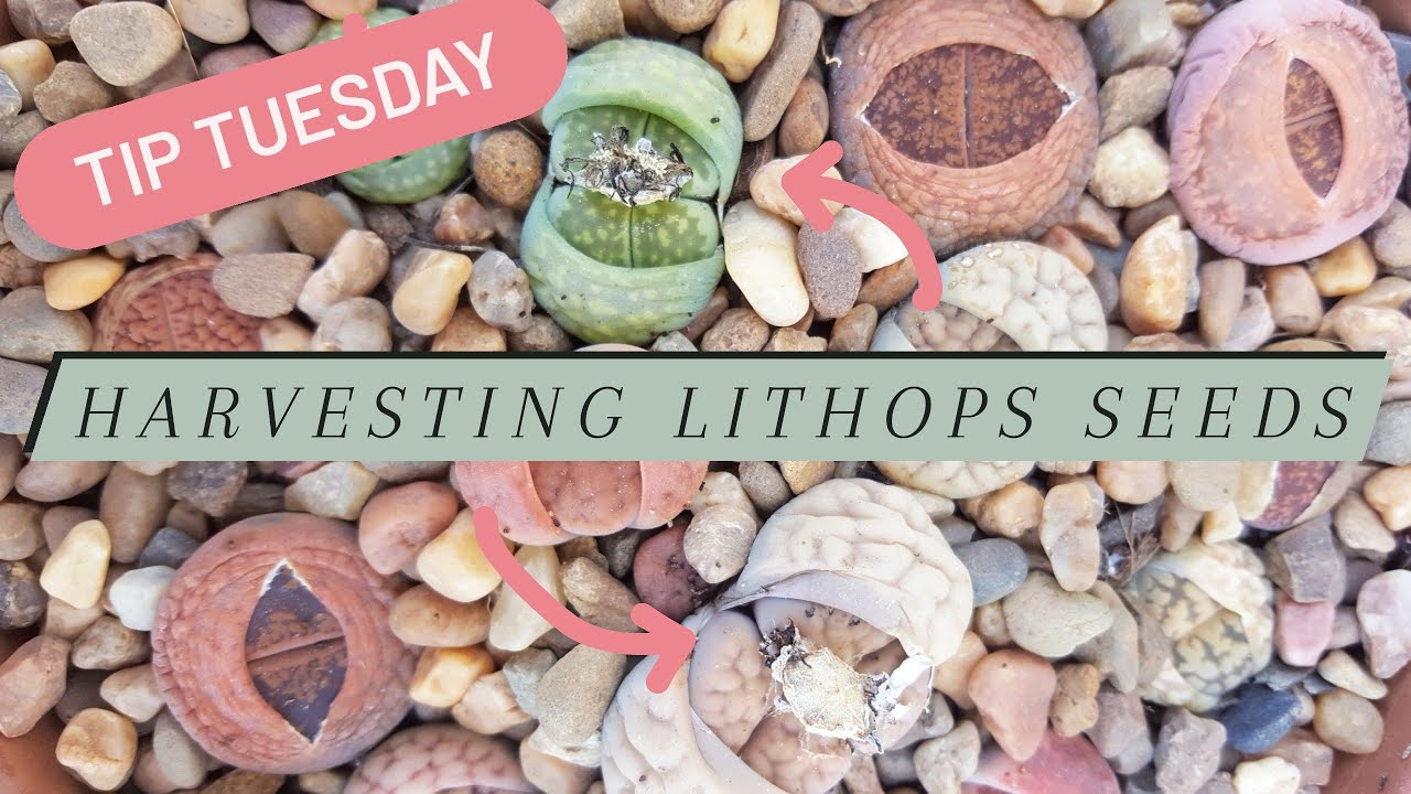 Tip Tuesday: Harvesting Lithops Seeds