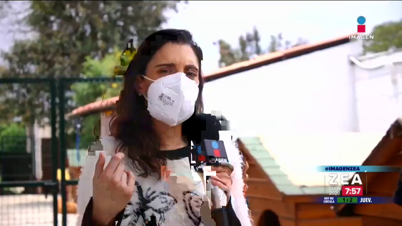 ¿Cómo opera y sobrevive un albergue para perros? | Noticias con Francisco Zea