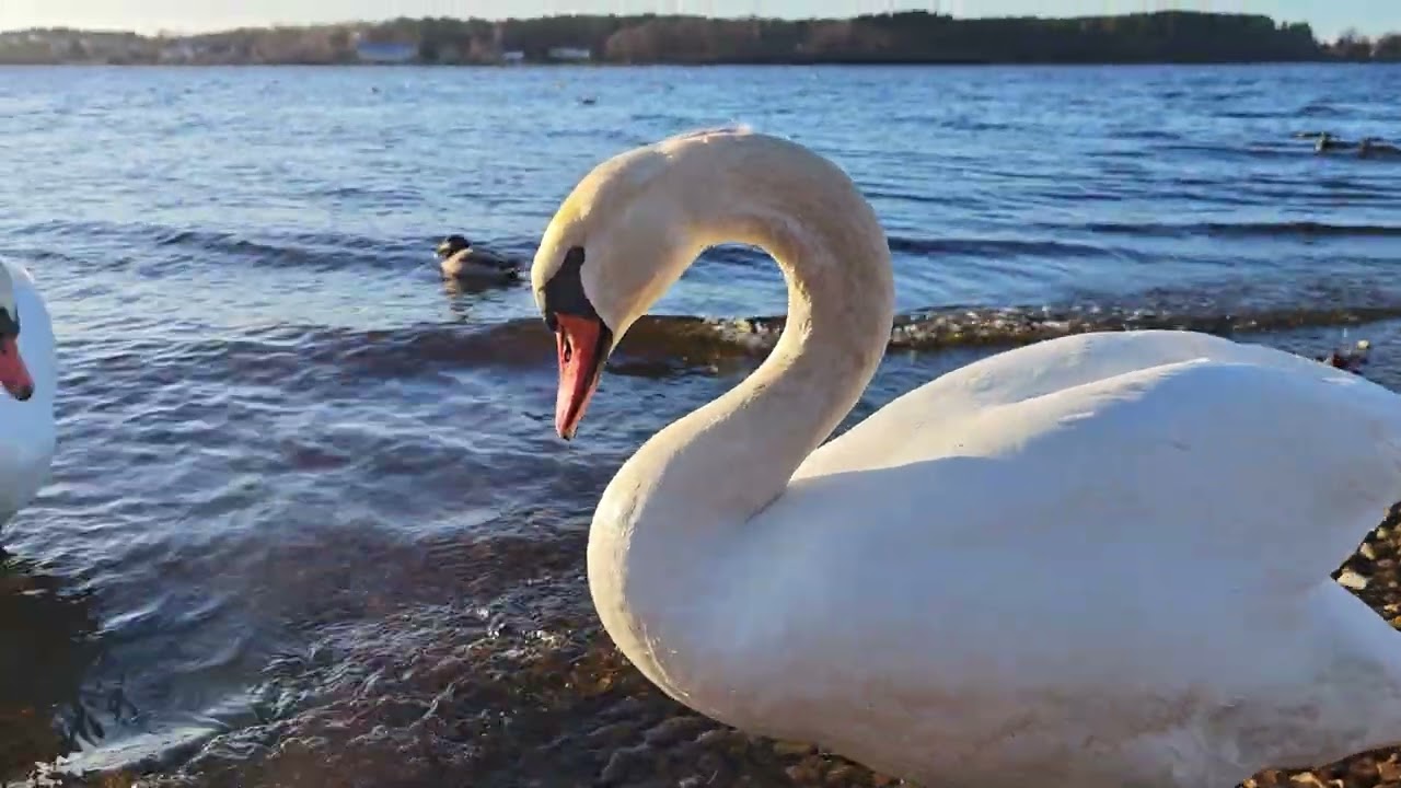 Nature. Birds Gathering by the River. Swans, Ducks & Seagulls Feeding. December 26, 2025.