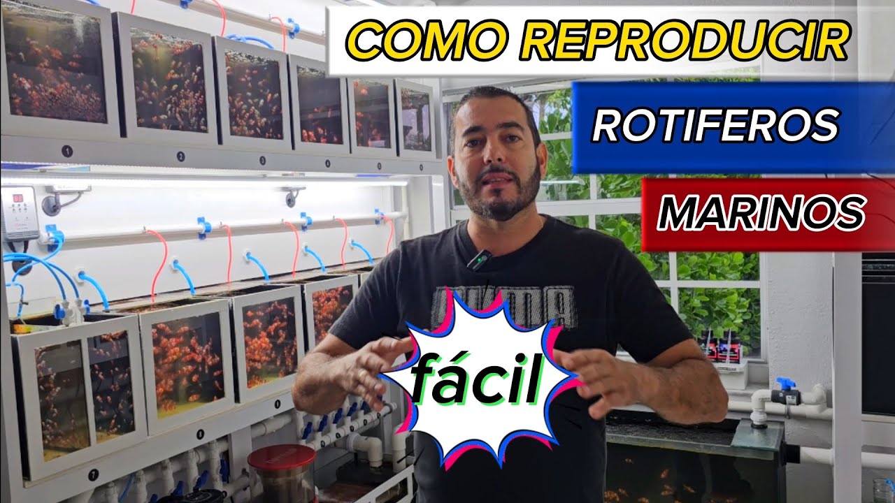Reproducción de rotiferos / para alimentar peces y corales.