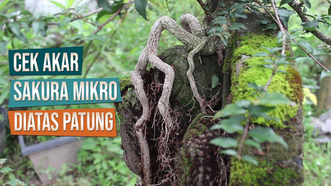 Cek Akar Bonsai Sakura Mikro Diatas Patung Batu Bersama Mas Mamik Muntilan