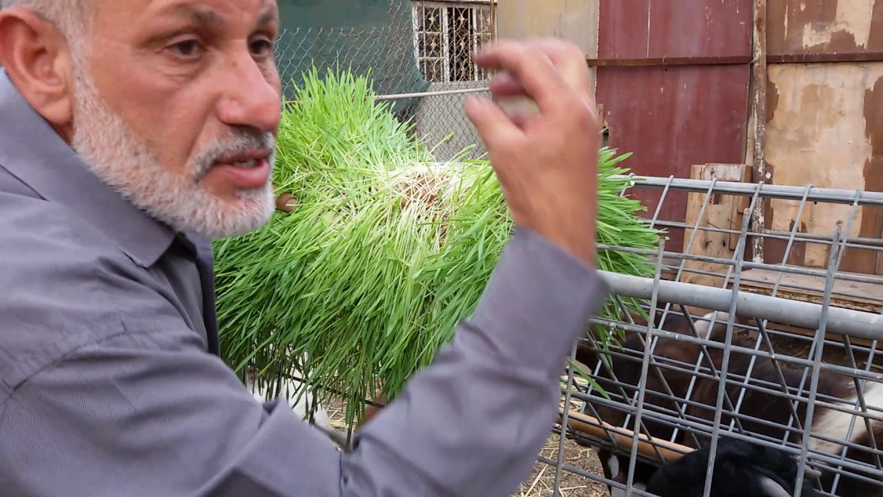 استنبات الشعير في بغداد يقدم كعلف بعد اكتماله  (ج 5)