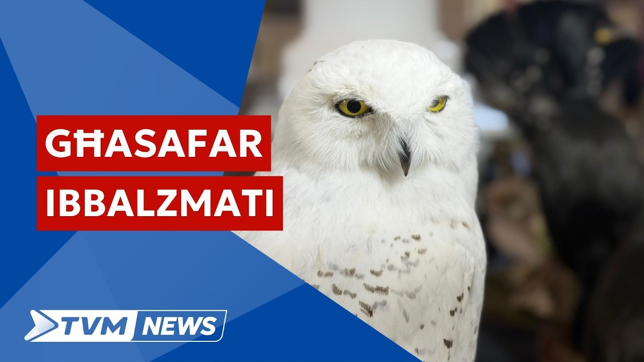140 tajra u annimal ibbalzmat f'wirja b'parteċipazzjoni u ġurija internazzjonali