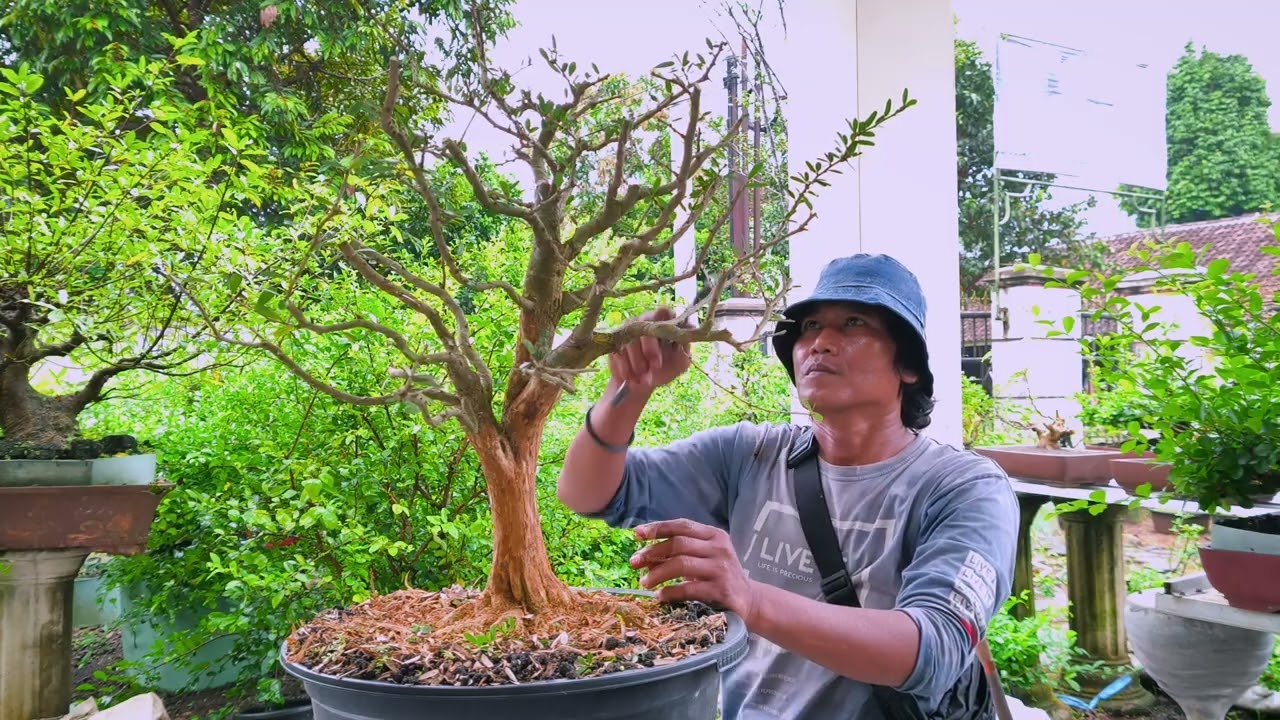 Belajar Bikin Bonsai Gaya Natural dari Saeng Simbur Vietnam yang Bunganya Ungu Lho!