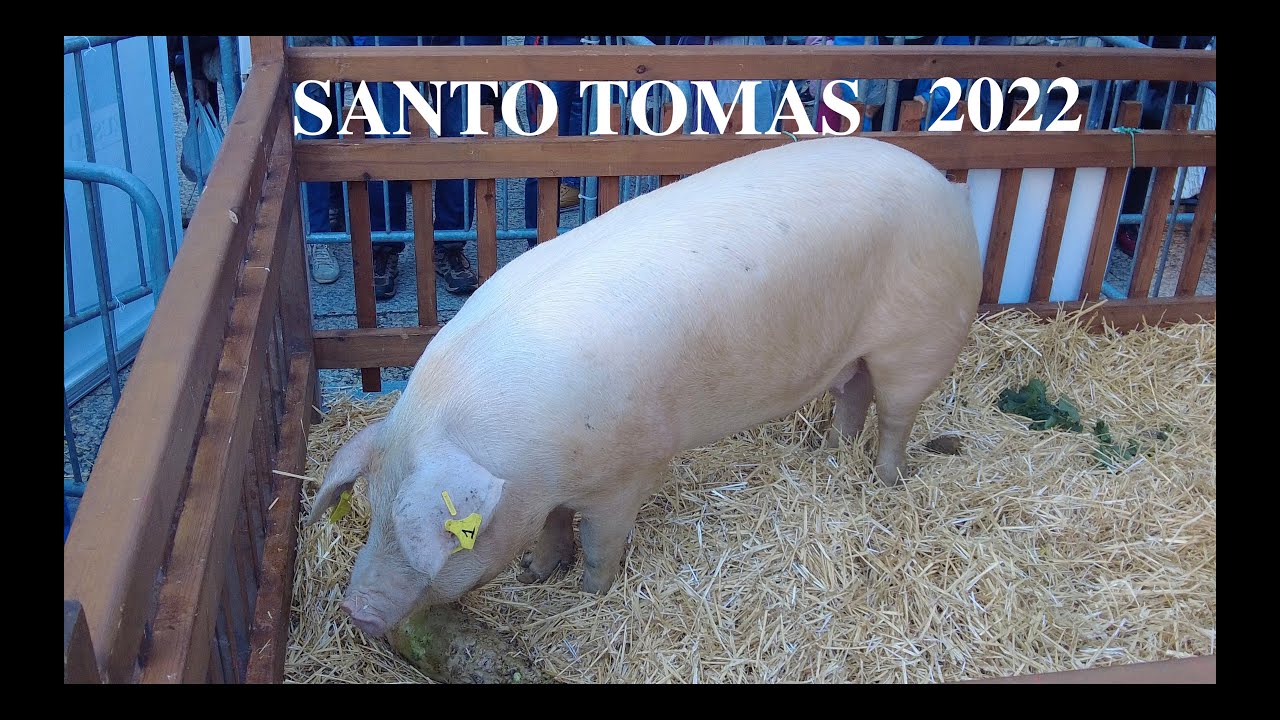 #019. FERIA SANTO TOMAS 2022 DONOSTIA-SAN SEBASTIAN _ LỄ HỘI SANTO TOMAS NĂM 2022 Ở DONOSTIA.